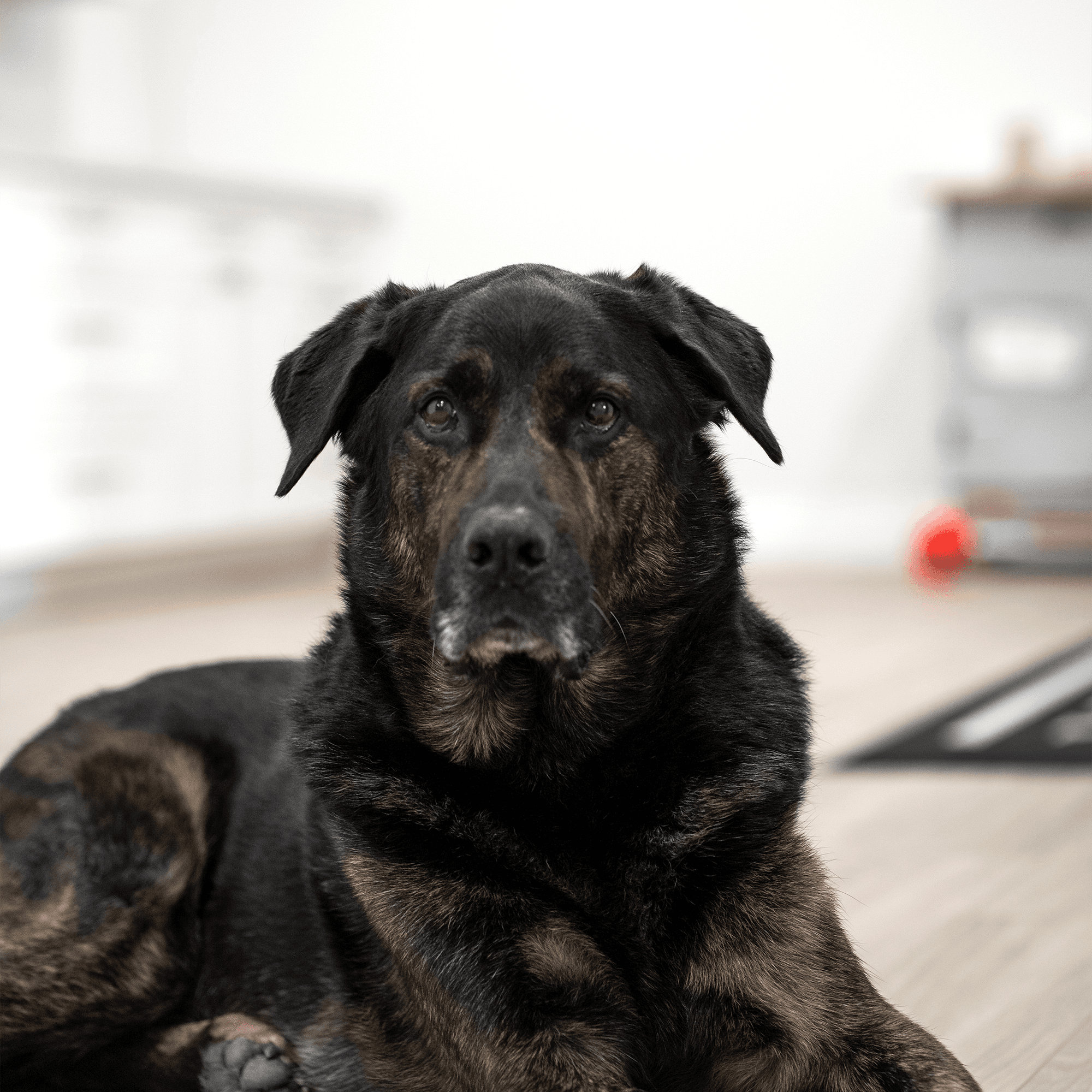 Floyd, Mascot at Kas Kitchens